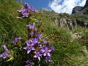 29 Genzianella germanica (Gentianella rhaetica) con vista verso i dirupi da dove scende il neonato Brembo